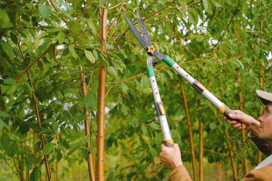 Arborist pruning tree branches with shears during residential tree trimming in Essex County NJ